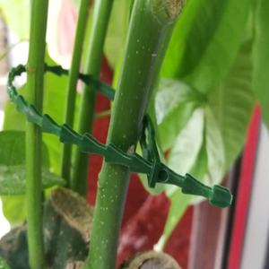 Correas de encuadernación de jardín verde de espina de pescado multiusos, correas de encuadernación de línea de jardín, correas de encuadernación de espina de pescado de jardín - Product Image 2