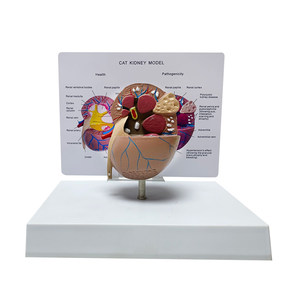 Modelo de Anatomía de Riñón de Gato (Saludable vs Patológico) - Herramienta de Enseñanza Veterinaria para la Demostración de la Estructura Renal y las Enfermedades - Product Image 5