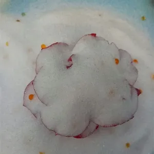 Riutilizzabile del gel di silice per l'essiccazione fiori