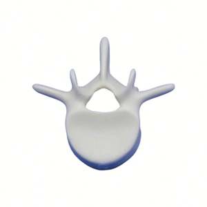 KyrenMed <span class=keywords><strong>L4</strong></span> <span class=keywords><strong>Vertebra</strong></span> lombare <span class=keywords><strong>L4</strong></span> modello in schiuma solida a grandezza naturale modello di osso scheletro umano per la formazione in officina di ortopedia - Product Image 2