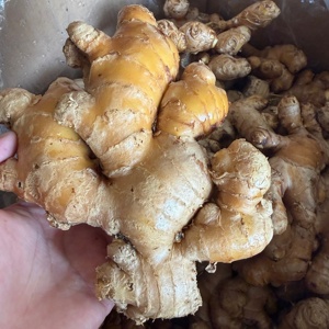 Чистый органический высококачественный сушеный корень старого имбиря с фермы Гуанси, бренд Yongjiang, срок хранения 3-6 месяцев - Product Image 5