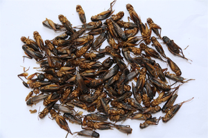 Sıcak satış ince işlenmiş 4-6cm pelet dondurularak kurutulmuş balık gıda solucanlar için cilt ve ceket sağlık - Product Image 2