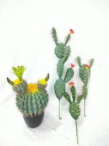 Aménagement paysager et jardinage et décoration de bureau à la maison ou à l'hôtel plante artificielle <span class=keywords><strong>Cactus</strong></span> Cm <span class=keywords><strong>Amazon</strong></span> vente chaude pilier de <span class=keywords><strong>cactus</strong></span> tropical - Product Image 5