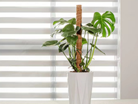 Offre transfrontalière exceptionnelle : Support de plante en forme de tige de cocotier flexible, poteau en mousse pour jardinage de radis vert