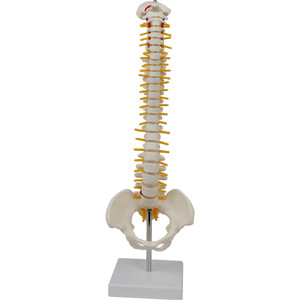 Modèle de colonne vertébrale DARHMMY 45CM avec anatomie vasculaire de l'occiput, colonne vertébrale et bassin (sans fémur), modèle de squelette en PVC - Product Image 1