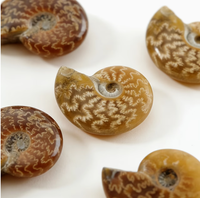 Ammonite entière polie naturelle agatisée, spécimen d'Ammonite de Madagascar, pierre minérale de guérison pour collection et décoration intérieure