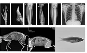 Humano ou Vet 5KW 8KW 10kw Touch Screen Pet Animal DR <span class=keywords><strong>X-Ray</strong></span> <span class=keywords><strong>Digital</strong></span> portátil <span class=keywords><strong>X-Ray</strong></span> máquina com fio ou sem fio DR Painel - Product Image 5