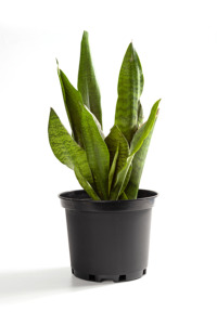 <span class=keywords><strong>Maceta</strong></span> de Plástico PP <span class=keywords><strong>Negra</strong></span> de 1-15 Galones con Orificio de Drenaje, Duradera y Ecológica para Viveros y Jardines - Product Image 5