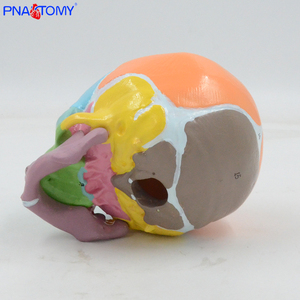 Modelo de calavera infantil de colores 1:1, identificación Digital, huesos frontales, fontanelas, Anatomía Mandibular, material didáctico, pantalla médica - Product Image 5