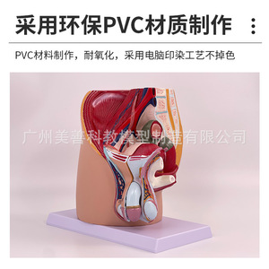 Modèle pédagogique de bassin féminin, spécimen du système urogenital féminin, section sagittale médiane du modèle d'anatomie humaine - Product Image 5