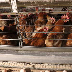 Cage d'élevage de poulets en couches pour poulailler 10000 avec voiture d'alimentation automatique et ceinture de nettoyage du fumier. - Product Image 2