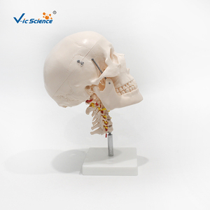 Ceinture <span class=keywords><strong>de</strong></span> crâne 8 pièces cerveau et modèle cervical Science médicale modèle <span class=keywords><strong>de</strong></span> crâne - Product Image 3