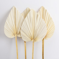 Haute qualité grand ventilateur de feuilles tropicales de palmier sec naturel vraies feuilles de palmier séchées pour décorations de remise des diplômes de mariage fleurs séchées