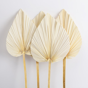 Haute qualité grand ventilateur de feuilles tropicales de palmier sec naturel vraies feuilles de palmier séchées pour décorations de remise des diplômes de mariage fleurs séchées - Product Image 3