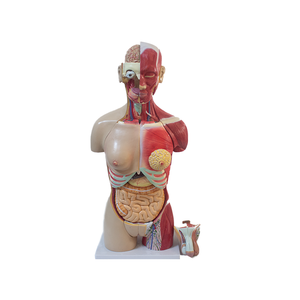 Modèle de <span class=keywords><strong>torse</strong></span> humain avancé en PET pour la science médicale et l'anatomie, à double sexe, avec dos ouvert révélant les couches musculaires (mâle et femelle) - Product Image 1