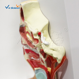 Modèle avancé des vaisseaux sanguins et des nerfs sur la surface médiale de la bouche, du nez et du pharynx ; un matériel pédagogique pour la salle de classe - Product Image 3