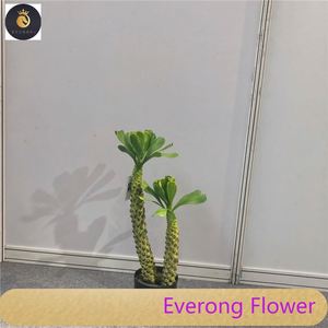 Cây Xương Rồng nhiệt đới cây nhiệt đới Brazil Keel cây nhân tạo lớn trong nhà - Product Image 4