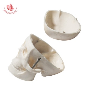 Modèle de Crâne Humain Miniature, Modèle Anatomique de la Tête, Modèle de Squelette Médical - Product Image 4