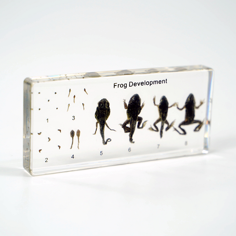 Qianfan, разработка лягушки, образовательные встроенные образцы, Обучающие ресурсы