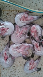 Chất lượng cao toàn bộ vòng <span class=keywords><strong>monkfish</strong></span> Hot bán sản phẩm - Product Image 4