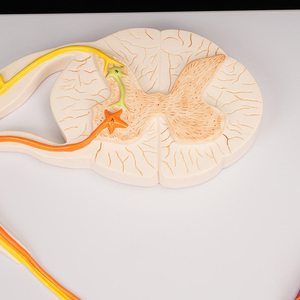Medizinisches Lehrmodell Anatomie Menschlicher Nerv Rückenmark-Modell Zentralnerven-Reflexbogen-Modell - Product Image 5