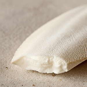 กระดูกปลาหมึกแห้งเวียดนาม เกรด 1 บรรจุกล่อง ราคาแข่งขัน - Product Image 1