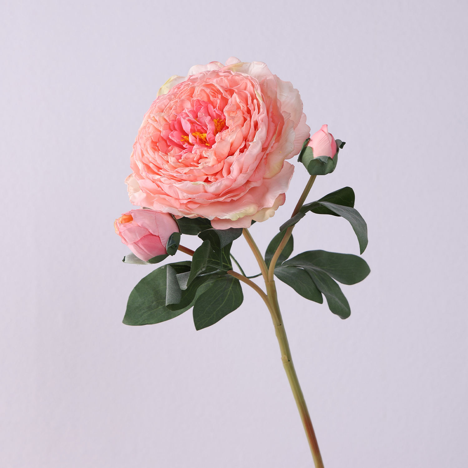 สีชมพูอ่อน