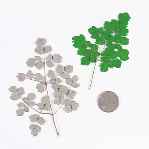 <span class=keywords><strong>Flores</strong></span> de <span class=keywords><strong>Corydalis</strong></span> Secas y Prensadas, Sin Teñir, Envasadas al Vacío para Arte de Uñas, Maquillaje y Manualidades con Resina, Especímenes Botánicos Naturales - Product Image 3