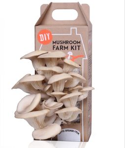 <span class=keywords><strong>Kit</strong></span> de <span class=keywords><strong>cultivo</strong></span> de <span class=keywords><strong>setas</strong></span> Enoki de tamaño personalizado <span class=keywords><strong>Kit</strong></span> de granja de <span class=keywords><strong>Setas</strong></span> cultivadas - Product Image 1