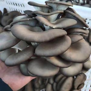 Harga Jamur Tiram Organik Segar Abu-abu Ekspor Cina - Product Image 2