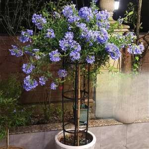 Enrejado de jardín de metal de Venta caliente para plantas trepadoras-Rose, <span class=keywords><strong>Plumbago</strong></span> Support - Product Image 3