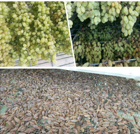 Ligne de production de séchage à opération simple déshydrateur de fruits et d'épices Machine de séchage de piment de châtaigne d'oignon chinois de raisin sec