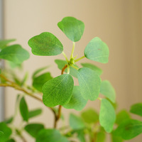 Feuille de plante de Simulation de 110cm, feuille de Lotus à longue branche, feuille de couleur rouge et verte