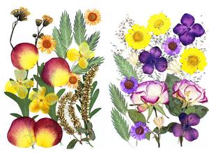 20 piezas, nuevo diseño, gran oferta, paquetes de prensa de flores de microondas secas naturales, flores prensadas secas de Arte de resina - Product Image 2