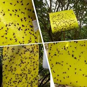 Pas cher Vente en gros Piège à colle jaune collant pour insectes volants Pièges à colle jetables Pièges à mouches à fruits naturels Pièges à insectes collants jaunes - Product Image 4