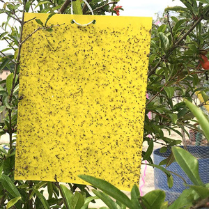 กับดักเหนียวสำหรับควบคุมแมลงวันขาวในโรงเรือนปลูกแตงกวาและมะเขือเทศ - Product Image 6