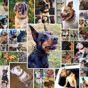 Cool Spikes Collar de perro con tachuelas 2 collares anchos de cuero PU para perros grandes Pitbull <span class=keywords><strong>pastor</strong></span> alemán collares para perros grandes suministros para mascotas S XL - Product Image 6