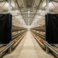 Structure en acier résistante aux chocs et à la réduction du bruit pour élevage de bétail avec équipement automatique, idéale pour poulailler en structure métallique.