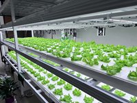 Le système hydroponique vertical commercial de NFT avec la LED élèvent des lumières pour la culture de laitue