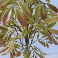 Arbre artificiel de camphre d'automne, bonsaï de sol, plante de simulation pour mariage, Thanksgiving, Noël, fausse plante à feuilles pour décoration intérieure