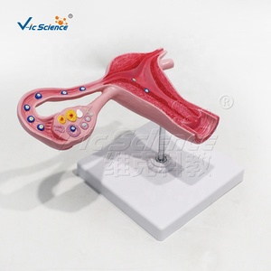 Modelo Anatómico Ampliado <span class=keywords><strong>de</strong></span> Fertilización Humana para Clínicas <span class=keywords><strong>de</strong></span> Obstetricia y Ginecología, Exhibición <span class=keywords><strong>de</strong></span> Ciencia Popular, CE/ISO/ROHS/CNAS - Product Image 5
