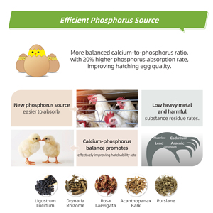 Aliment pour poules pondeuses, formule pour la santé <span class=keywords><strong>intestinale</strong></span>, prévient la <span class=keywords><strong>diarrhée</strong></span> et maintient la <span class=keywords><strong>flore</strong></span> - Product Image 4