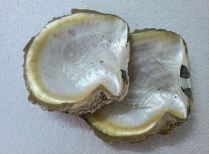 5 pouces naturel jaune nacre (MOP) artisanat matières premières stock d'usine lavé aspect naturel - Product Image 6