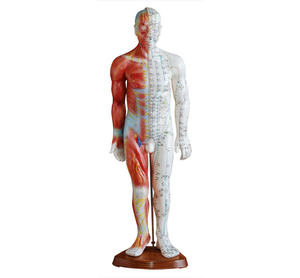 Modèle de musculation d'acupuncture de luxe de 178 cm avec canaux primaires et points d'acupuncture pour l'enseignement et l'apprentissage de <span class=keywords><strong>la</strong></span> <span class=keywords><strong>médecine</strong></span> chinoise et du massage - Product Image 1