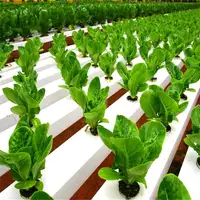 Hydroponic Growing Systems, PVC Pipe, Greenhouse, Lettuce