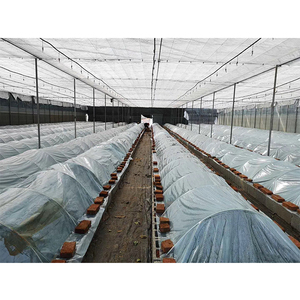 Les tiges en fibre de verre sont utilisées pour soutenir les tomates - Product Image 5