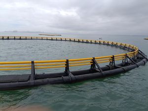 Nuestra jaula circular para peces de HDPE de 12 m de diámetro es perfectamente adecuada para la cría de tambaqui, con una biomasa de stock de 17 toneladas por conjunto. - Product Image 2
