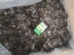 Encontrar icono similar Venta al por mayor a granel Buena calidad Mariscos Conchas marinas congeladas Conchas de Caracol Concha Almizcle Ambrette - Product Image 2