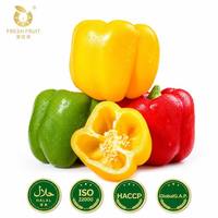 Pimientos de Cola Coloridos Highland (3 Colores), Frescos, Dulces y Crujientes, Certificados GAP, Exportación a Granel, Gansu, China, 1 Año de Vida Útil, Envasados