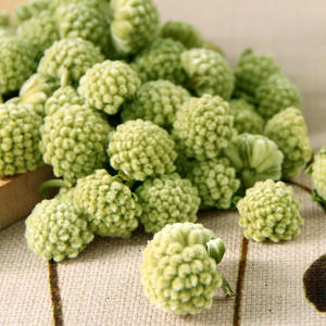 زهور السوسوريا التبتية من المصنع مباشرة - مواد عشبية طبيعية 100٪ للعلامات التجارية المخصصة، الحد الأدنى للطلب منخفض وخدمة التصنيع بالعلامة الخاصة - Product Image 3